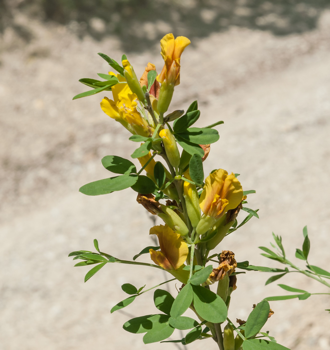 Изображение особи Chamaecytisus ruthenicus.