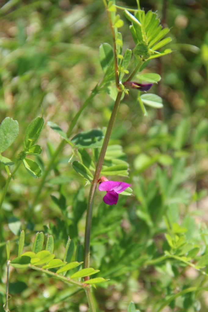 Изображение особи Vicia sativa.