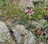 Tragopogon porrifolius подвид eriospermus. Цветущее растение. Республика Кипр, Троодос (Τρόοδος), 1550 м н.у.м., каменистый склон. 30.04.2019.