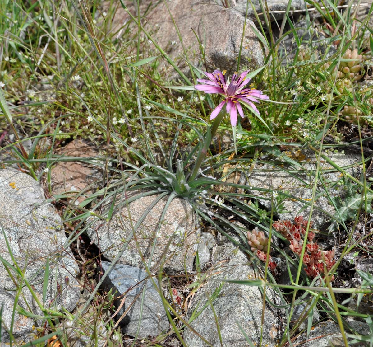 Изображение особи Tragopogon porrifolius ssp. eriospermus.