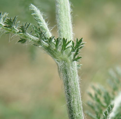 Image of Achillea setacea specimen.