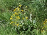 Inula helenium. Цветущее растение. Саратовская обл., Хвалынский р-н, окр. пос. Алексеевка, луг в низинке у дороги. 06.08.2018.