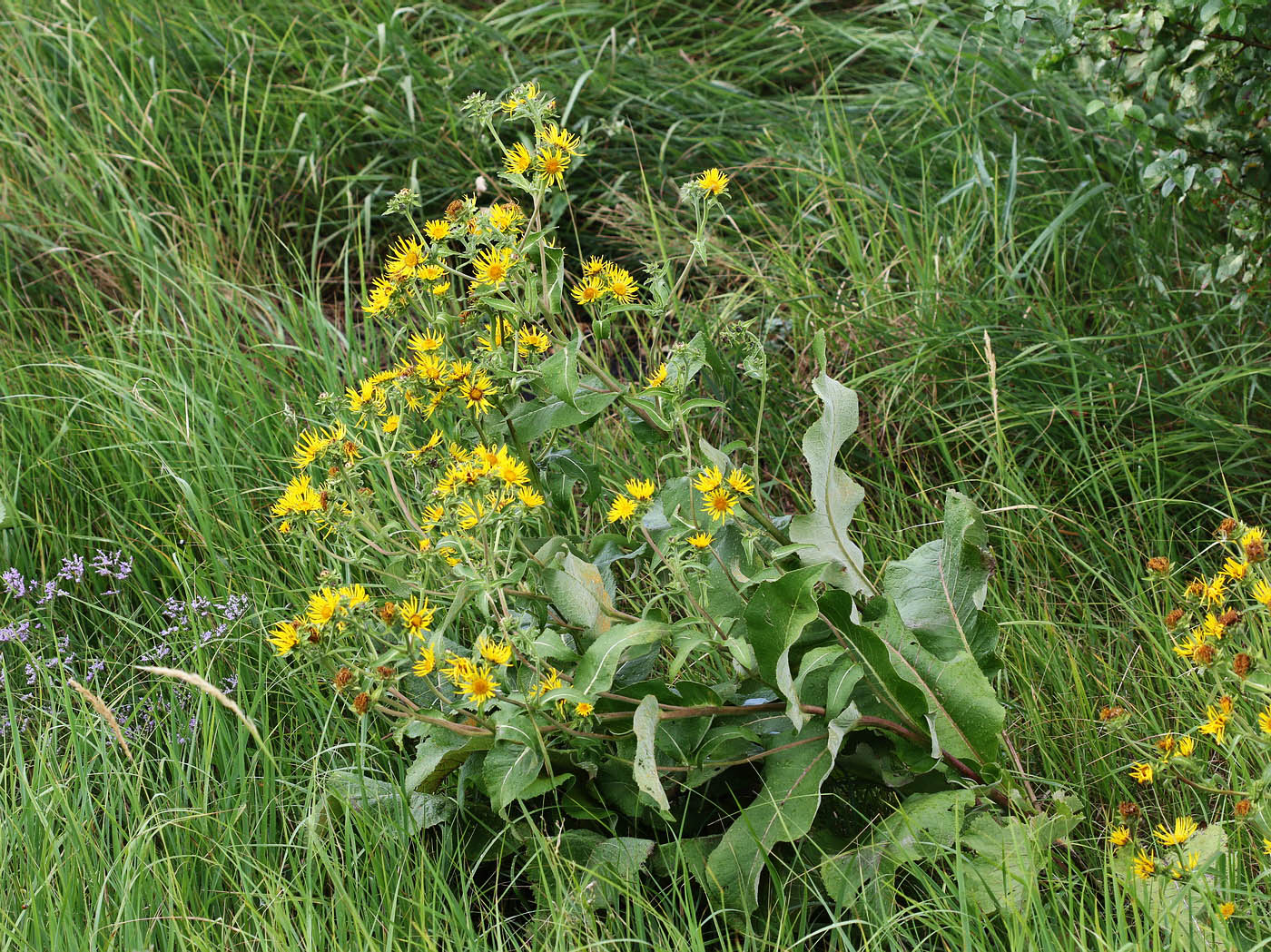 Image of Inula helenium specimen.