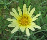 Tragopogon dasyrhynchus. Соцветие. Дагестан, г/о Махачкала, гора Тарки-Тау, опушка леса. 21.04.2019.