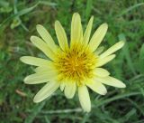 Tragopogon dasyrhynchus