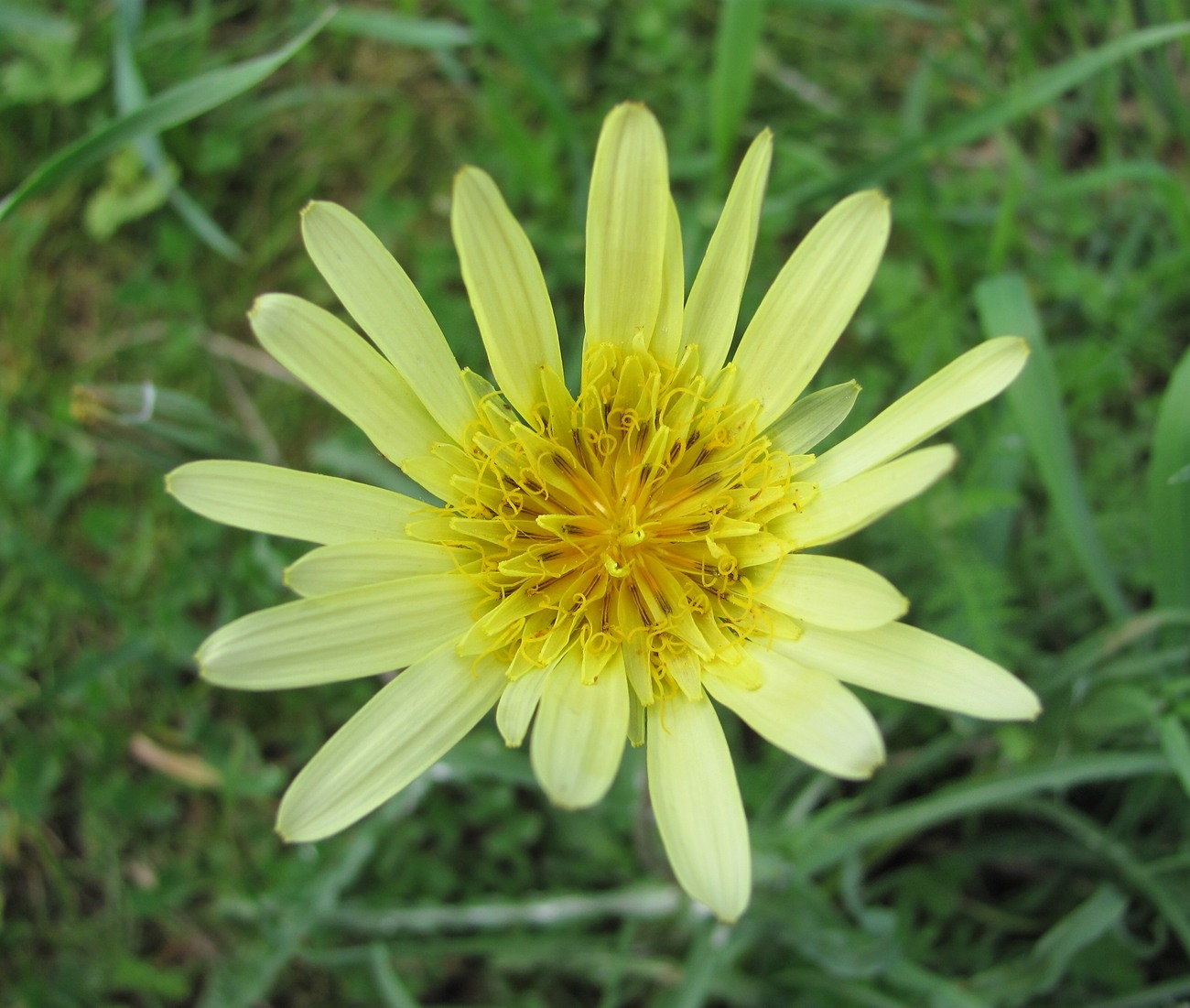 Изображение особи Tragopogon dasyrhynchus.