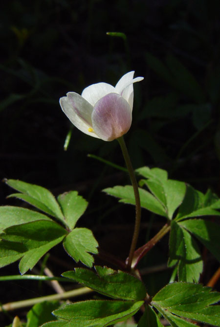 Image of Anemone amurensis specimen.