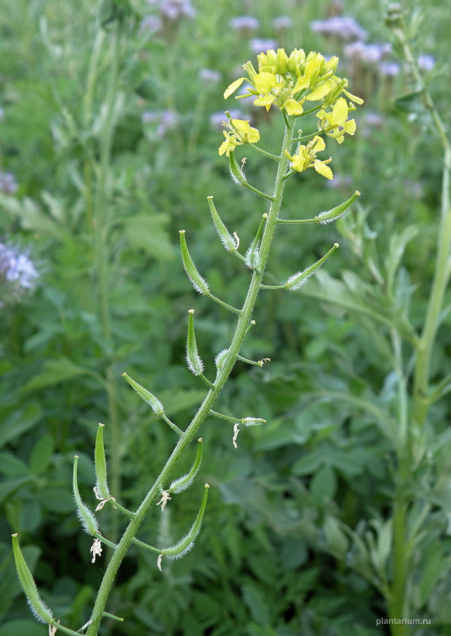 Image of Sinapis alba specimen.