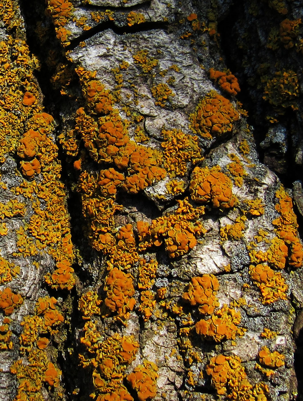 Image of Caloplaca lobulata specimen.