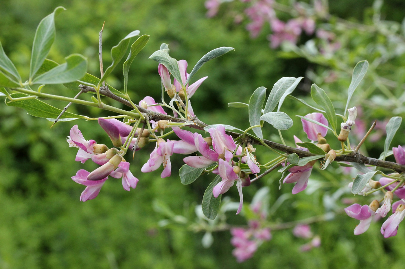 Image of Halimodendron halodendron specimen.