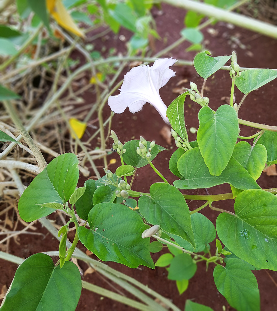 Изображение особи семейство Convolvulaceae.