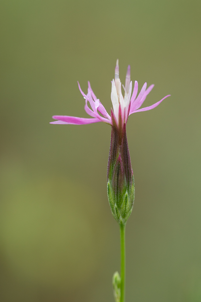 Изображение особи Crupina vulgaris.