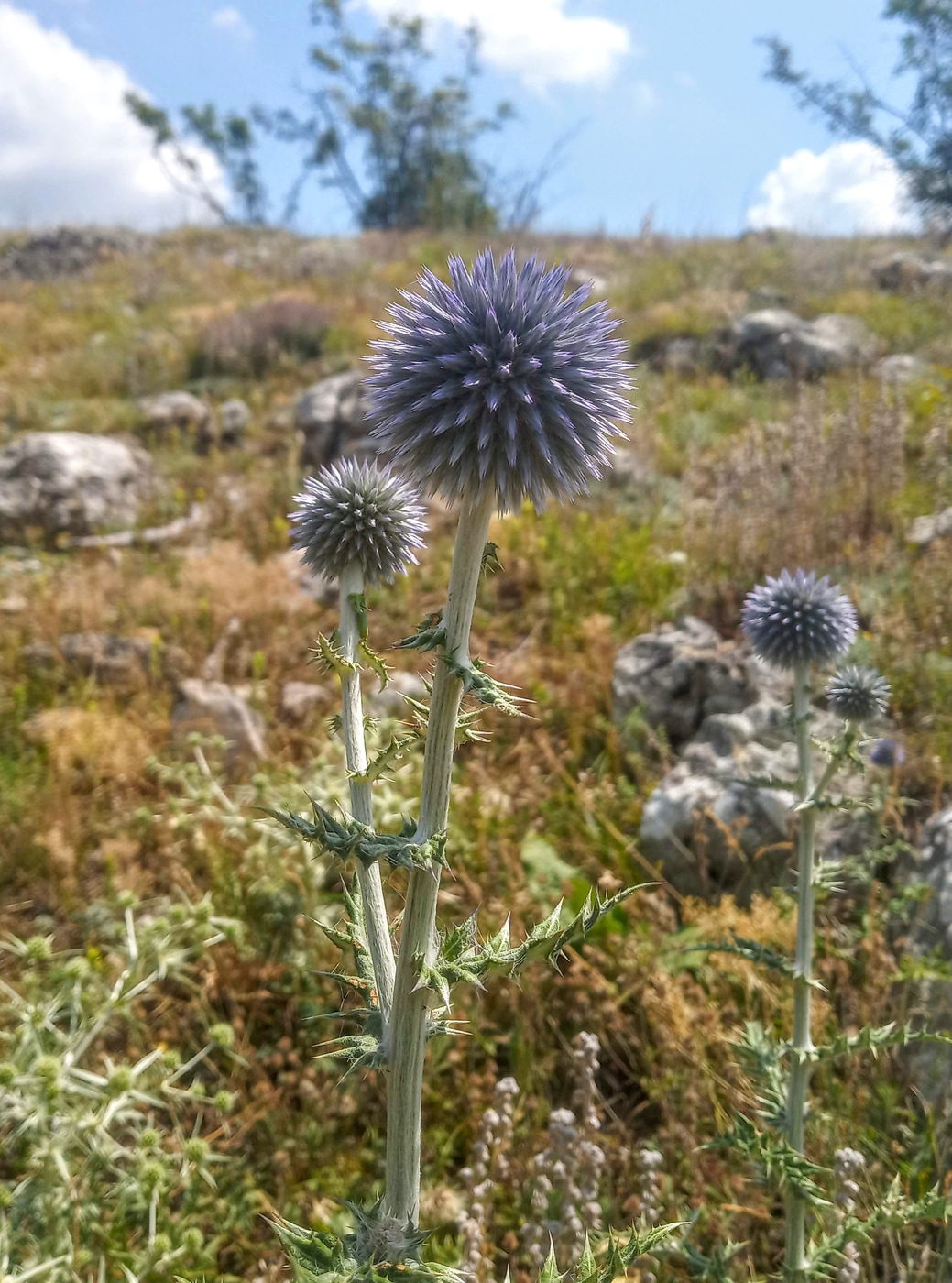 Изображение особи Echinops armatus.