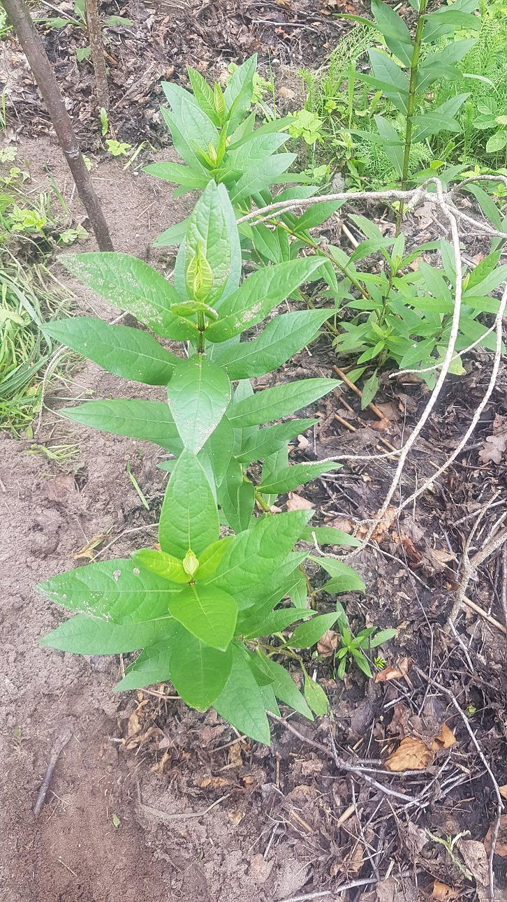 Image of Silphium integrifolium specimen.