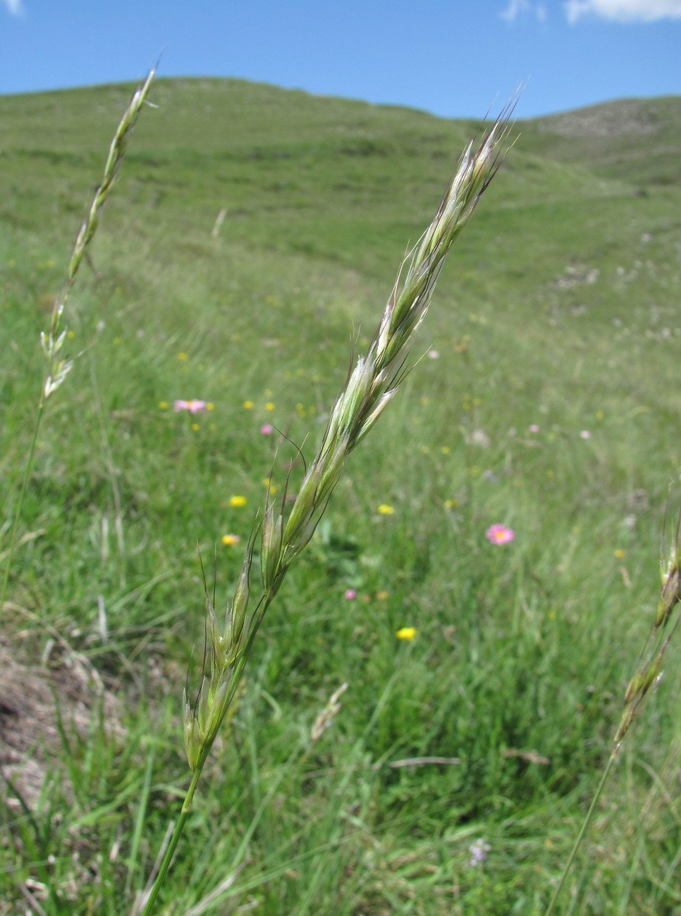 Image of Helictotrichon pubescens specimen.