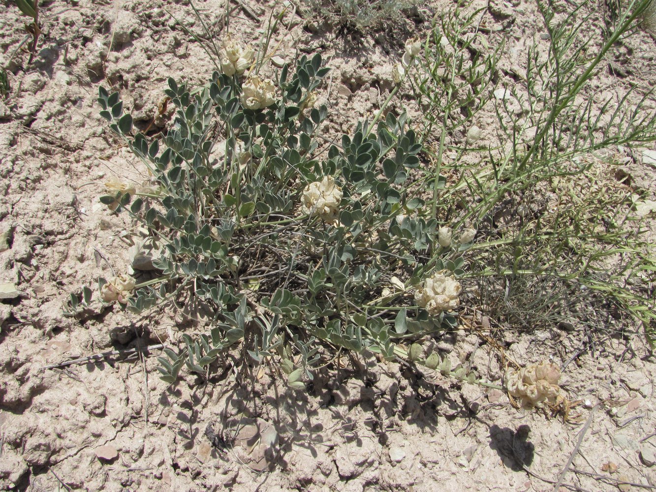 Image of Astragalus calycinus specimen.