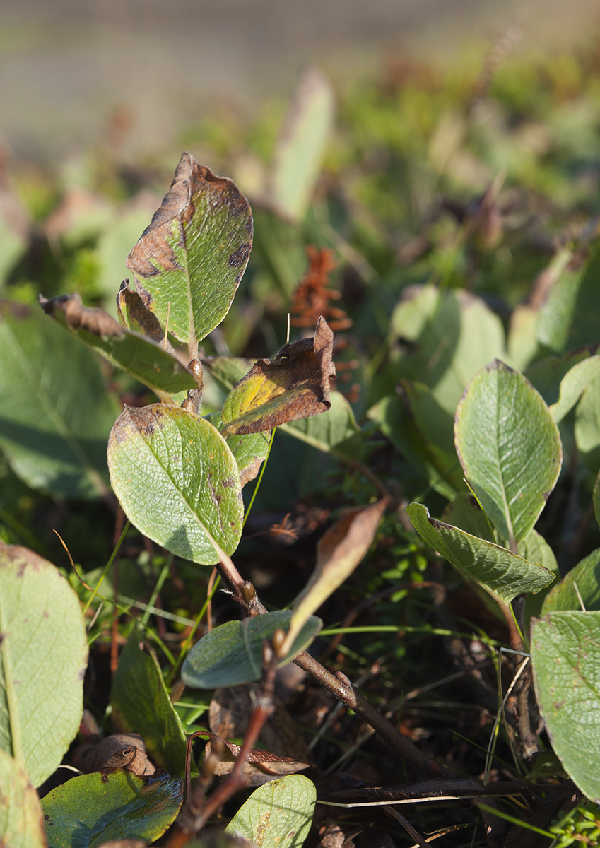 Изображение особи Salix arctica.