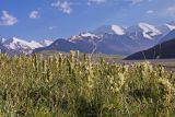 Pedicularis dubia