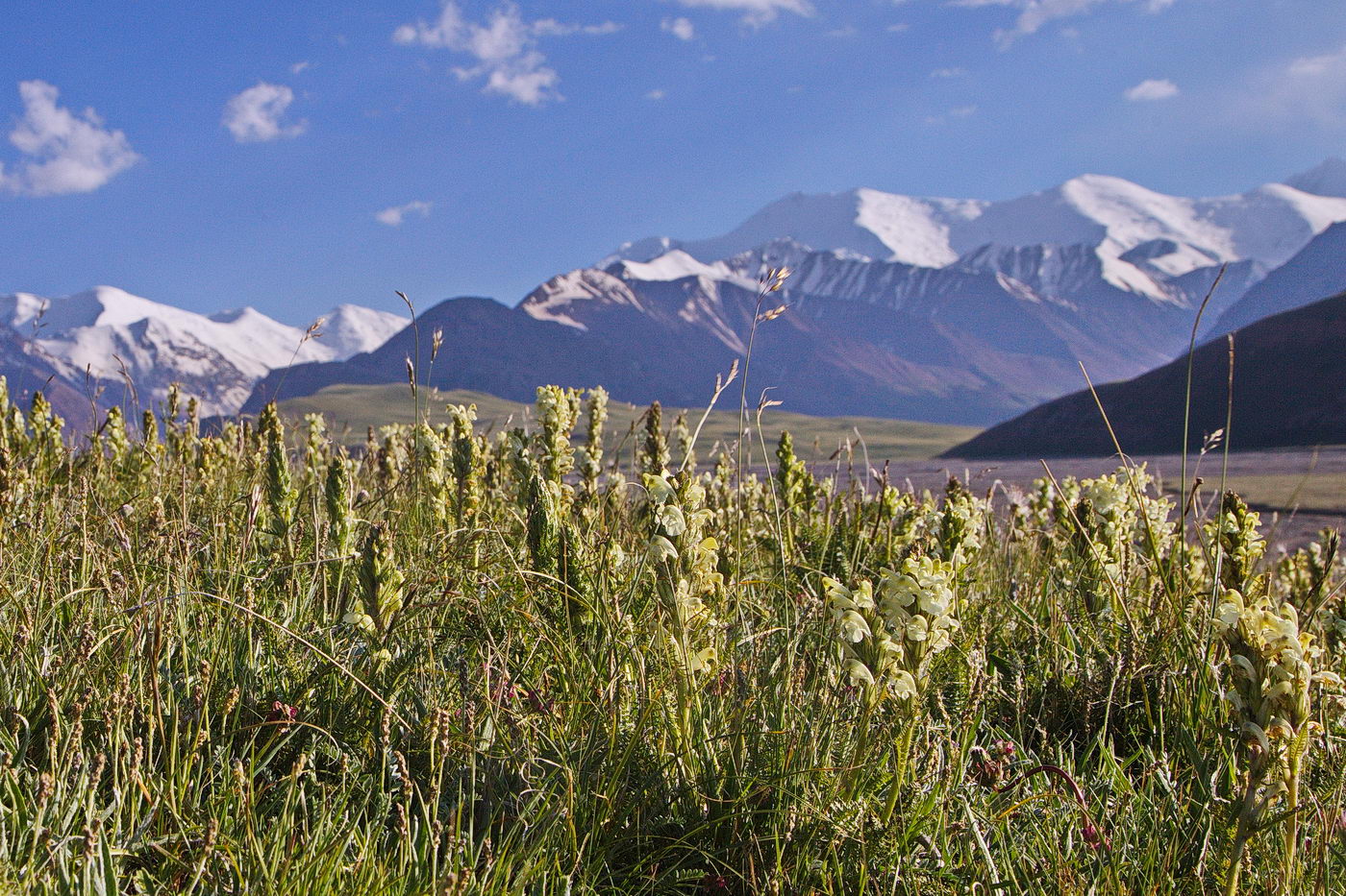 Image of Pedicularis dubia specimen.