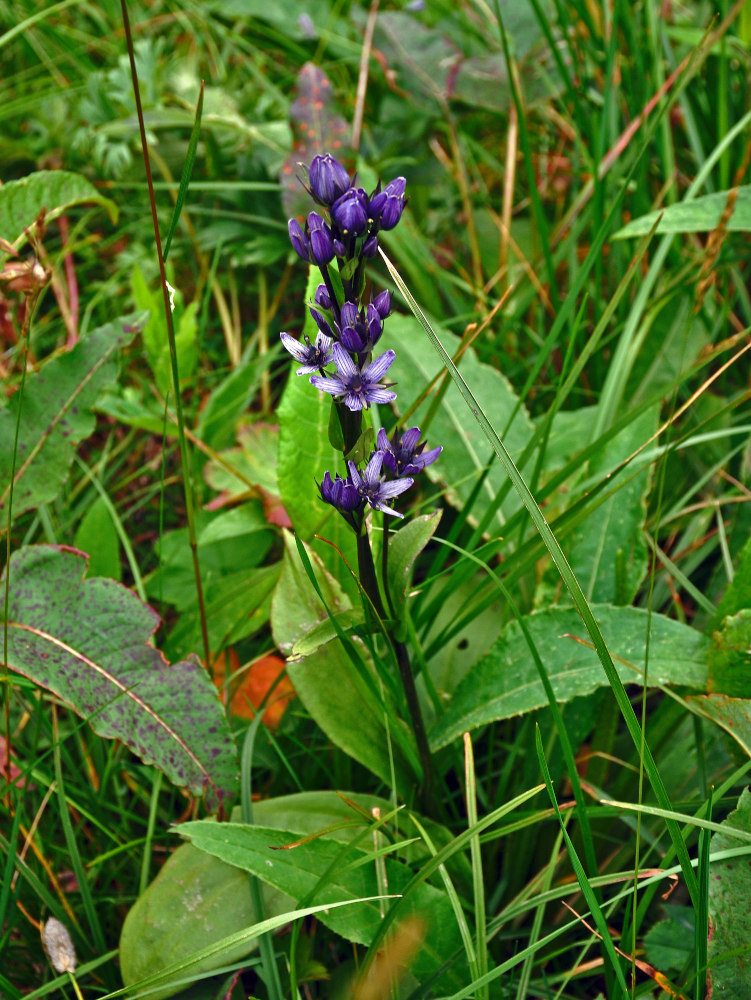 Image of Swertia obtusa specimen.