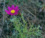 Cosmos bipinnatus. Верхушка цветущего и плодоносящего растения. Татарстан, Агрызский р-н, с. Красный Бор, свалка. 12.10.2019.
