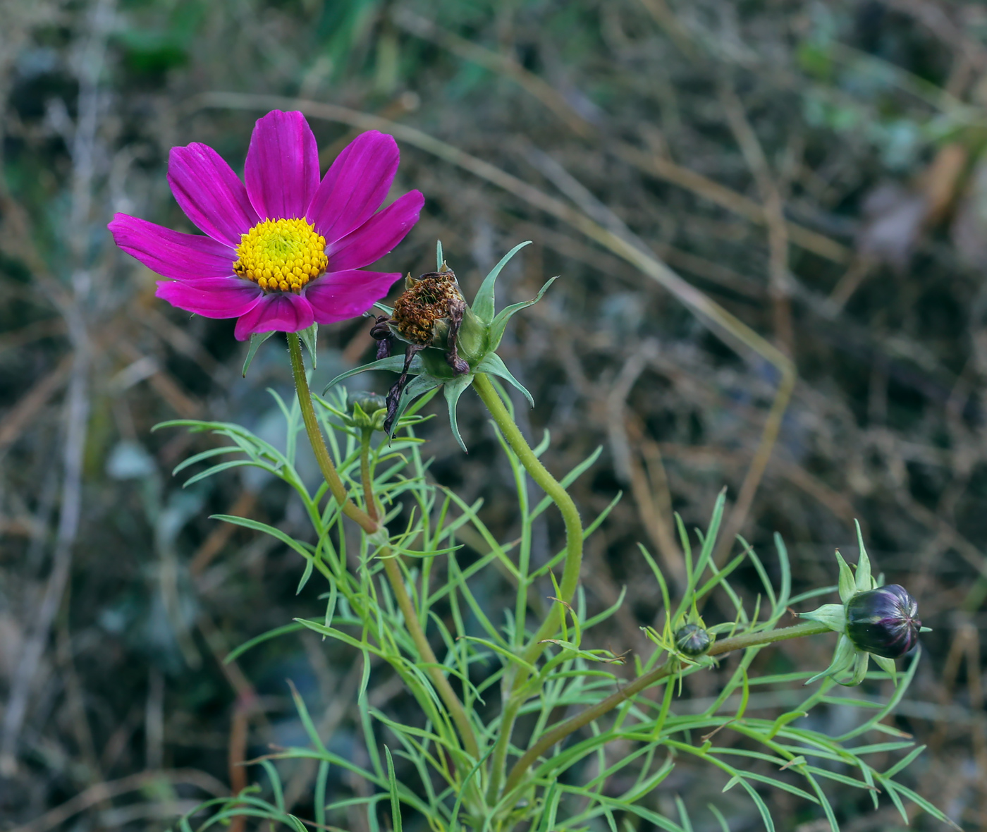 Image of Cosmos bipinnatus specimen.