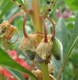 Impatiens balsamina. Часть стебля с завязями. Краснодарский край, Кущёвский р-н, станица Кущёвская, клумба в сквере. 29.06.2010.