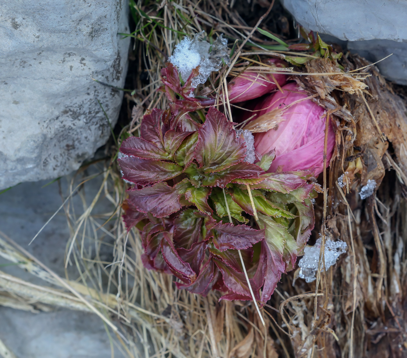 Image of Archangelica officinalis specimen.