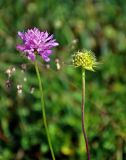 genus Knautia