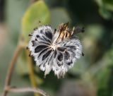 род Encelia. Соплодие. Перу, регион La Libertad, пос. Huanchaco, устье сухого русла (Rio Seco). 25.10.2019.