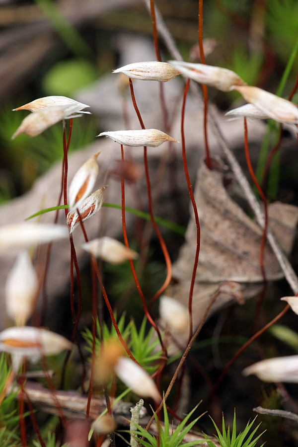 Image of Polytrichum juniperinum specimen.