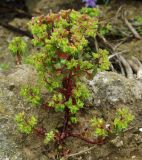 genus Euphorbia. Цветущее растение. Азербайджан, Баку, пос. Мардакян. 10.04.2010.