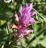 Melampyrum arvense