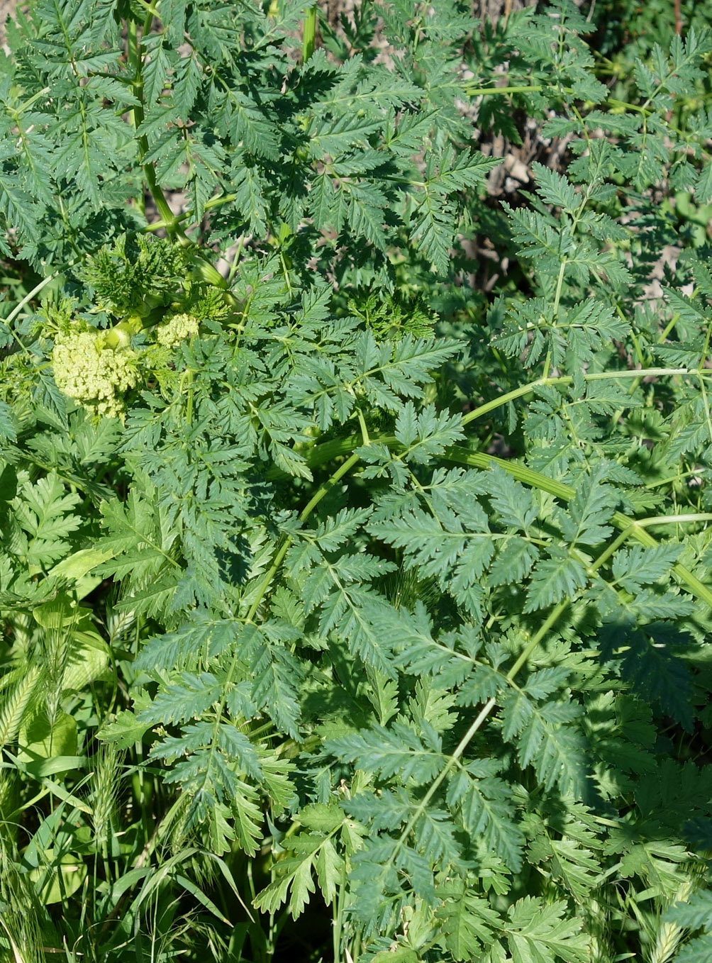 Изображение особи Conium maculatum.