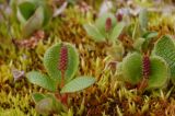 Salix reticulata