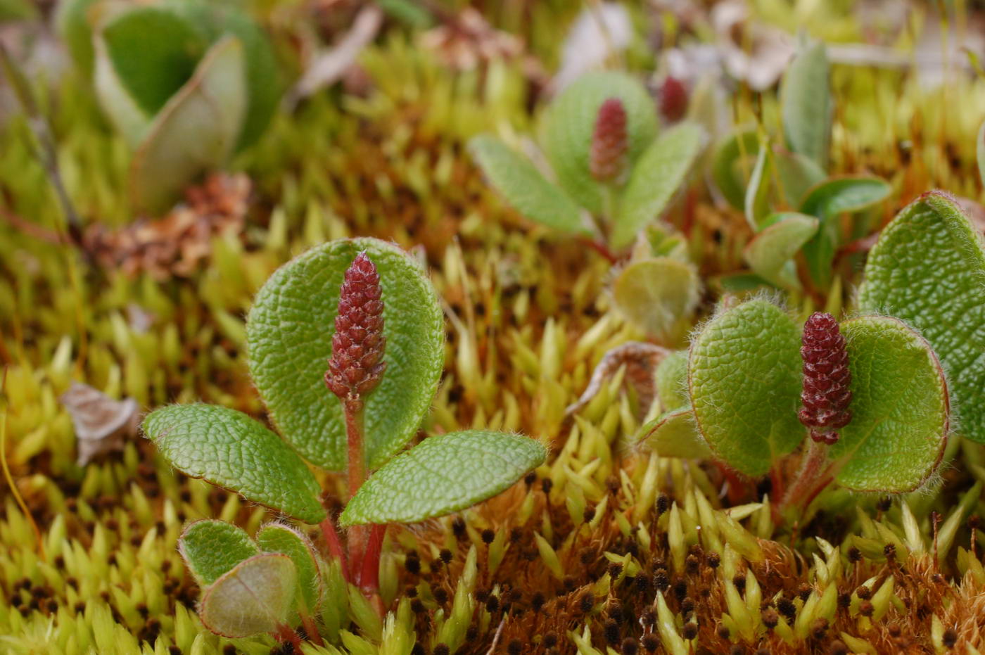 Изображение особи Salix reticulata.