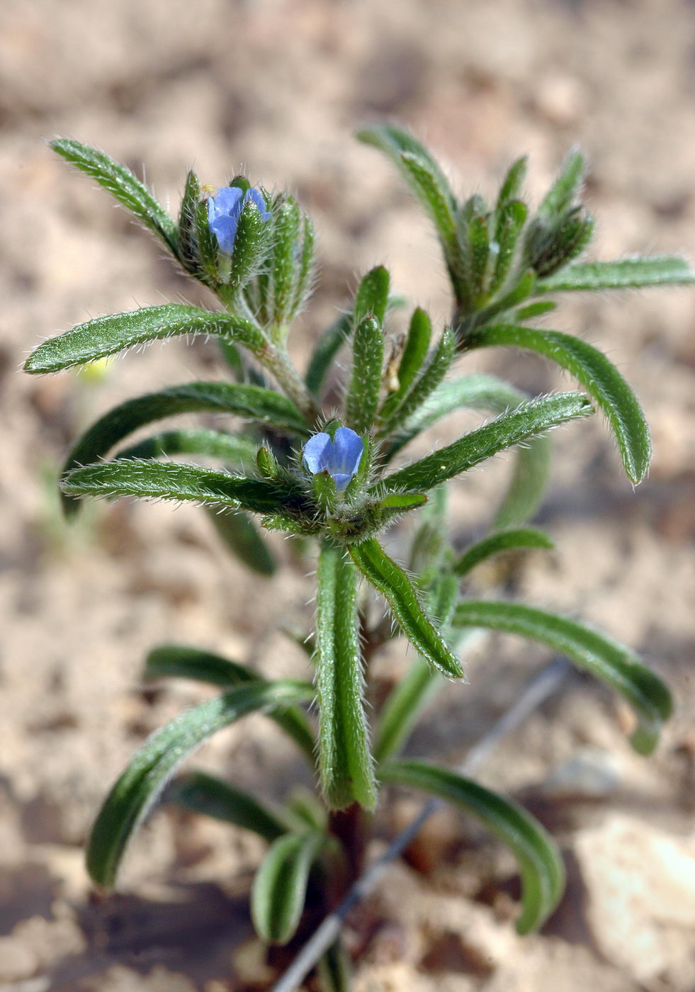 Изображение особи Lappula spinocarpos.