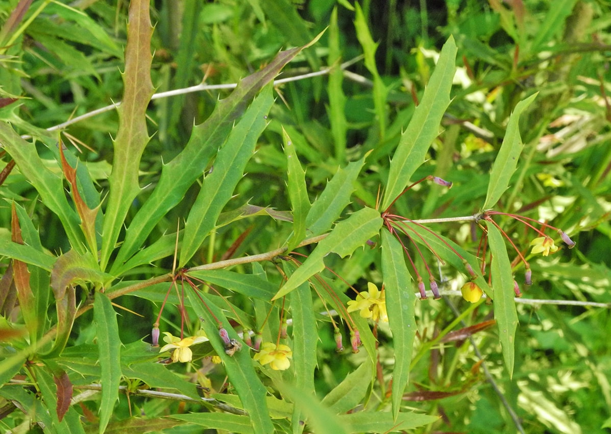 Image of Berberis gagnepainii var. lanceifolium specimen.