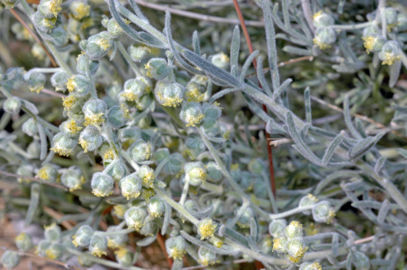 Image of genus Artemisia specimen.