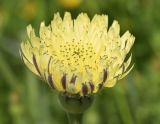 Urospermum dalechampii. Соцветие. Испания, Каталония, пров. Жирона, комарка Баш Эмпорда, муниципалитет Калонже, лужайка. 04.05.2020.