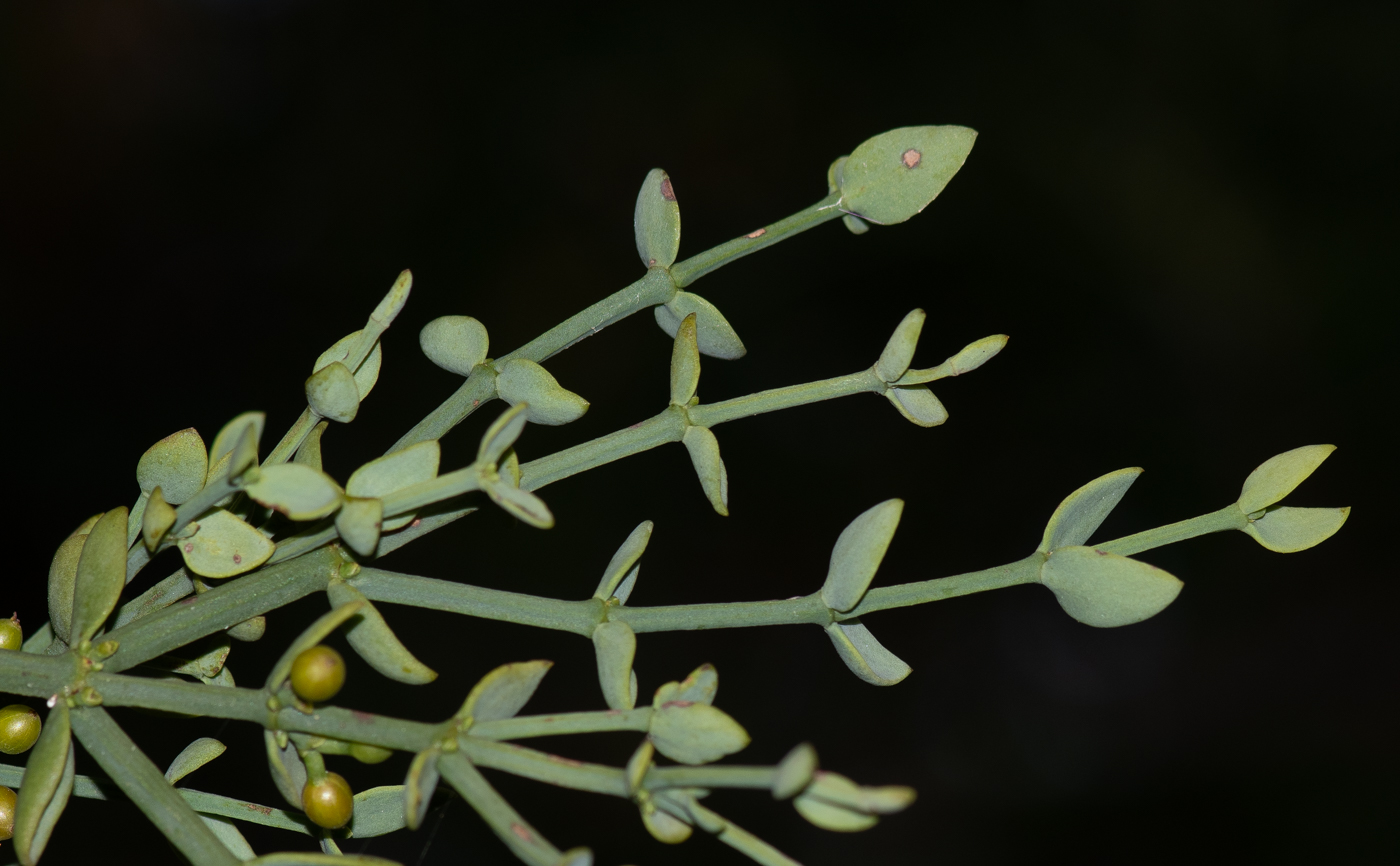 Изображение особи Viscum rotundifolium.