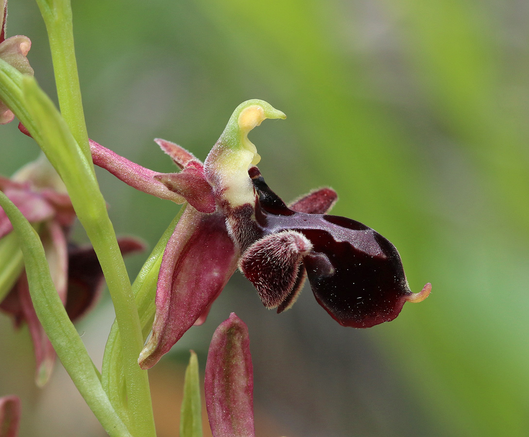 Изображение особи Ophrys &times; aghemanii.