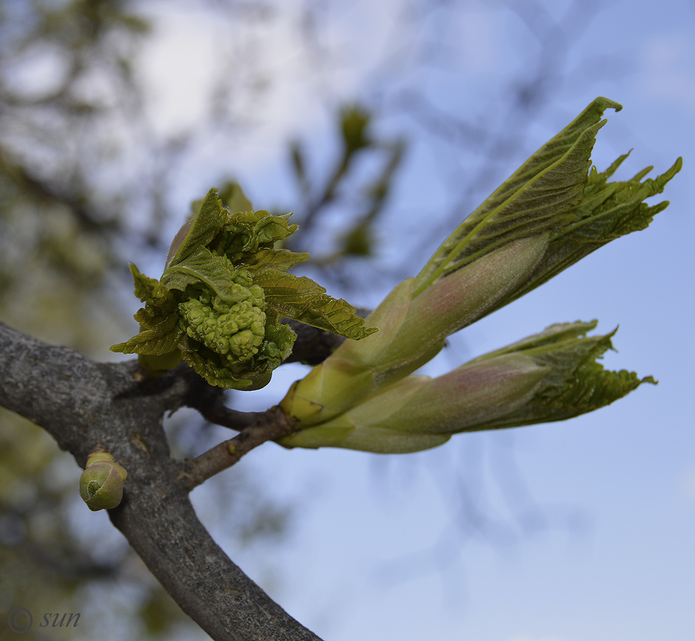 Изображение особи Acer pseudoplatanus.