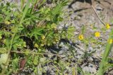 genus Potentilla