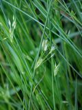 Juncus filiformis