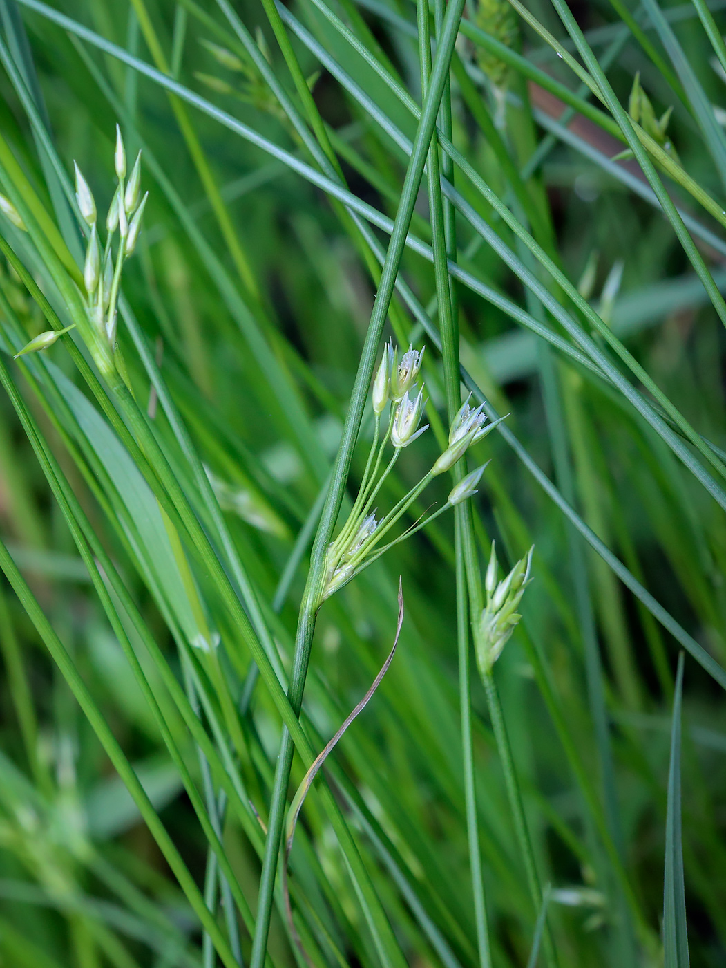 Изображение особи Juncus filiformis.