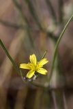 Koelpinia linearis