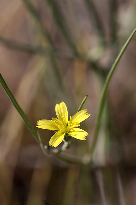 Image of Koelpinia linearis specimen.