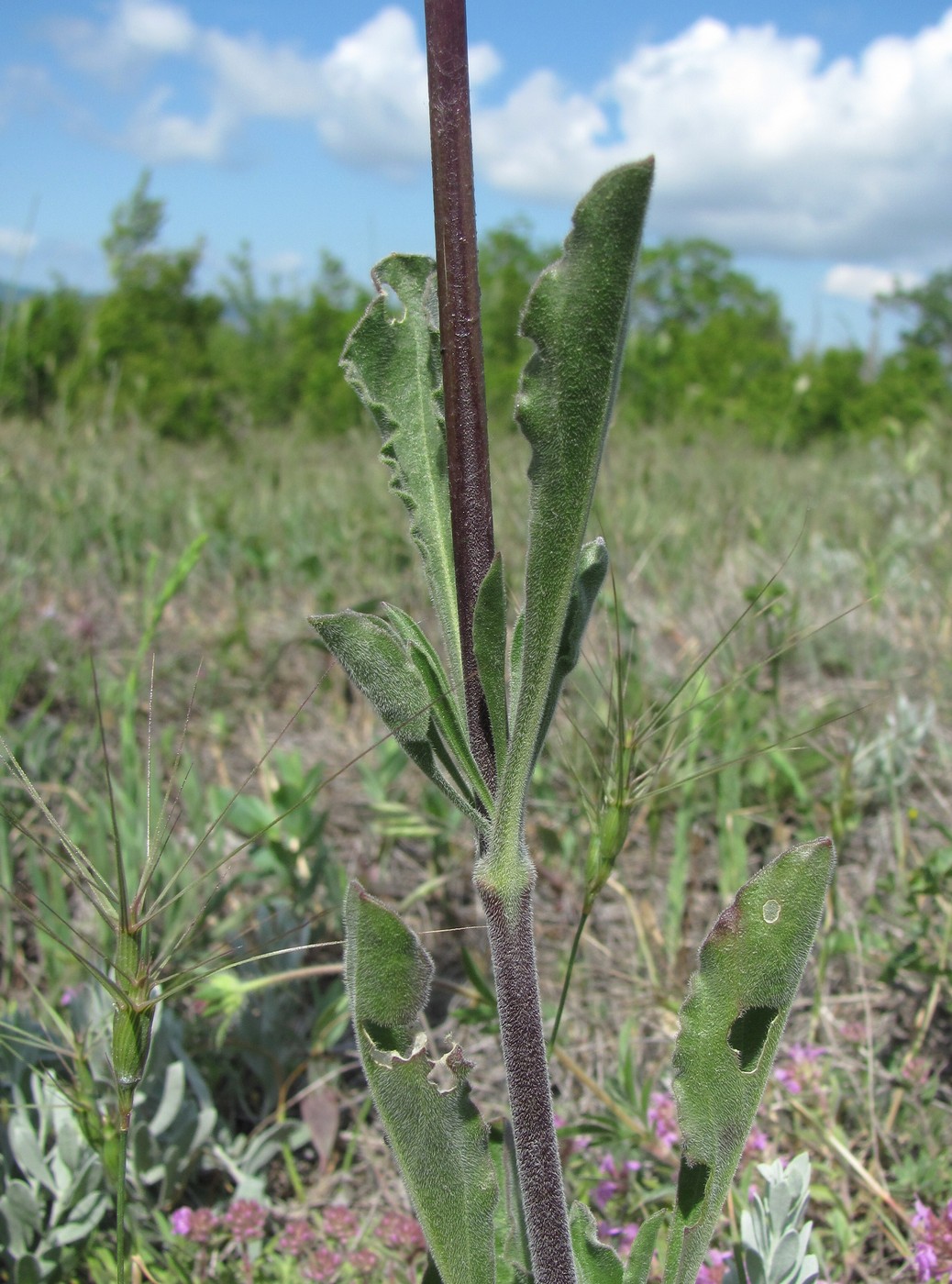 Image of Silene densiflora specimen.