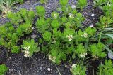 Argusia sibirica